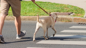 Illustration : Comment apprendre à son chien à traverser la route ?