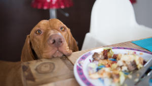 Illustration : Empêcher son chien de quémander à manger