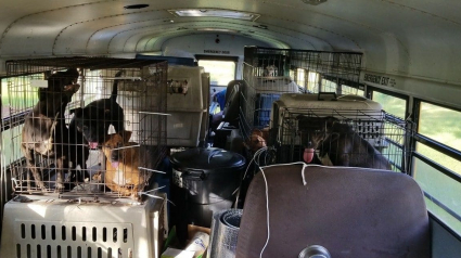 Illustration : Tennessee : un homme a acheté un bus pour sauver les animaux durant les catastrophes naturelles