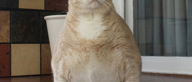 Partis Pour Adopter Un Chaton Ils Repartent Finalement Avec Un Chat Obese