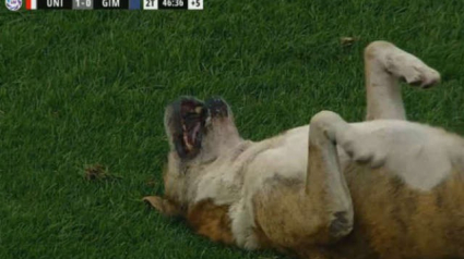 Illustration : Un chien fan de football interrompt un match pour demander des câlins aux joueurs