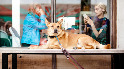 Illustration : Selon une étude, un chien serait déprimé quand son maître abuse de son smartphone