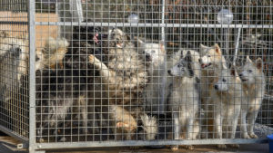 Illustration : "Plus de 120 chiens saisis dans un élevage qui ne pouvait en contenir que 50…"