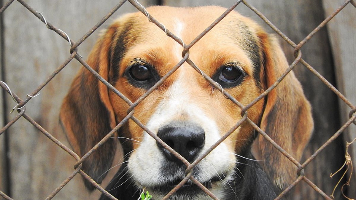 Illustration : "Des plaintes à la chaîne pour le gérant d’un chenil chez qui les chiens disparaissent ou perdraient du poids"