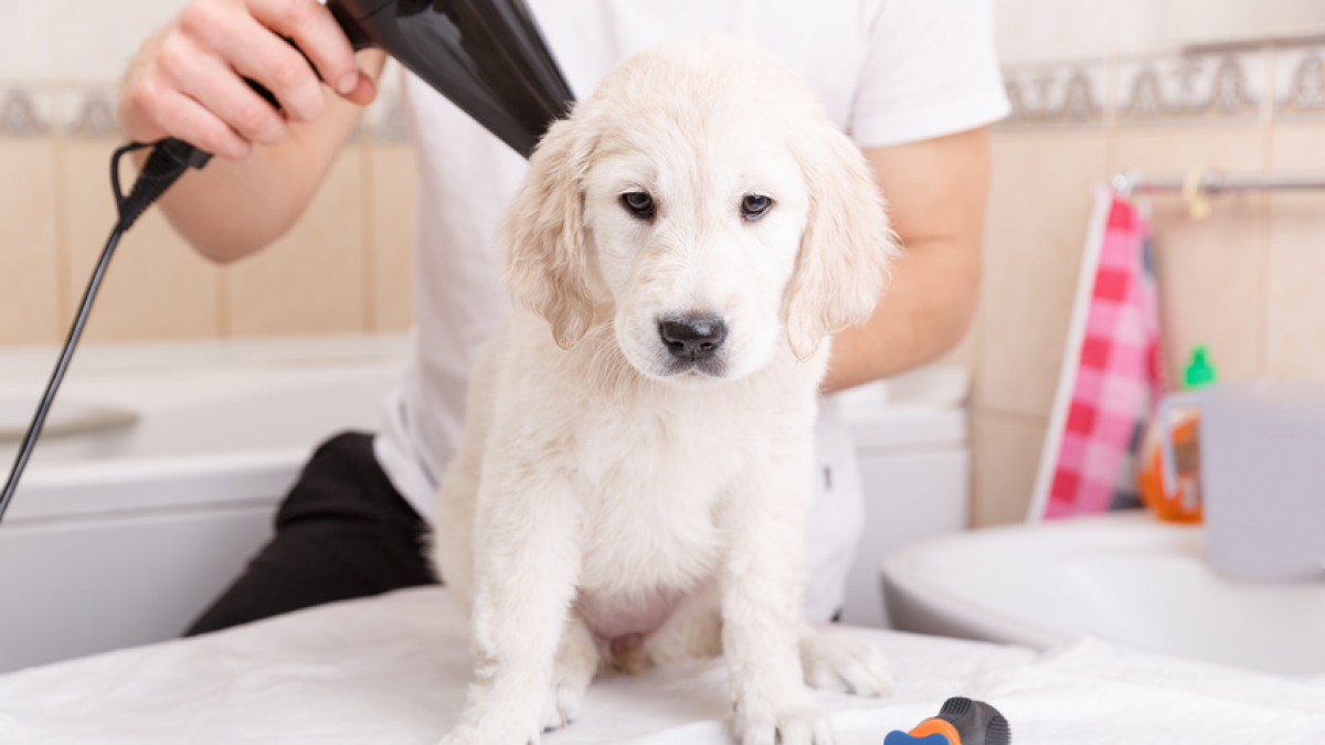 Hygiène et soins du chien : les bases –