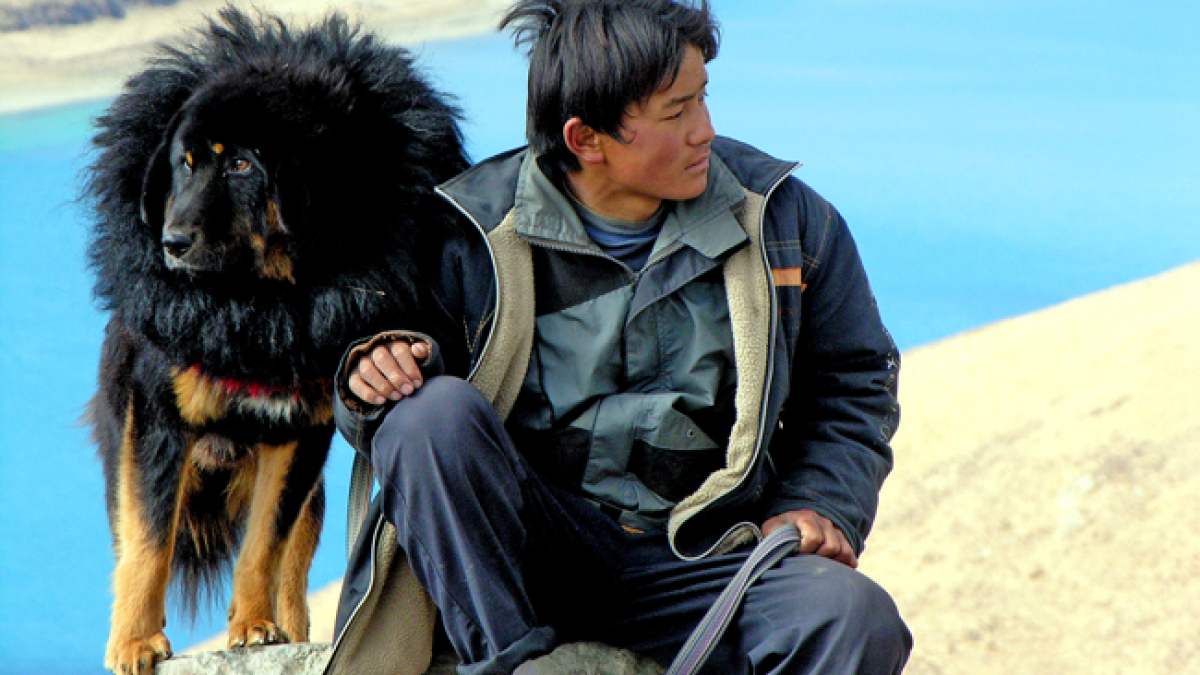 Illustration : "Les Chinois s'arrachent à prix d'or le Mastiff du Tibet !"