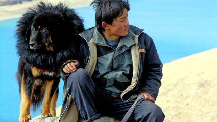 Illustration : Les Chinois s'arrachent à prix d'or le Mastiff du Tibet !