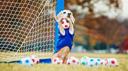 Illustration : Une chienne surdouée du football fait son entrée dans le livre des records ! 