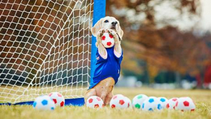 Illustration : Une chienne surdouée du football fait son entrée dans le livre des records ! 