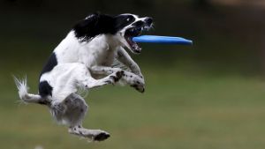 Illustration : De magnifiques images d'une compétition de frisbee pour chiens dans un parc de Moscou