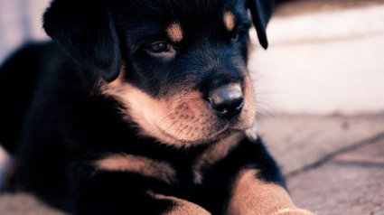 Illustration : Un homme tente de tuer son chiot, mais l'animal retourne l'arme contre lui !