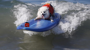 Illustration : Ces chiens surfeurs domptent les vagues mieux que quiconque