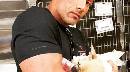 Illustration : Le Bouledogue Français de Dwayne Johnson a rejoint le paradis des chiens !