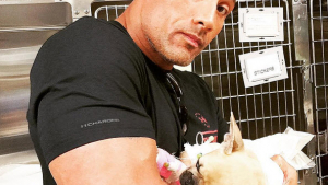 Illustration : "Le Bouledogue Français de Dwayne Johnson a rejoint le paradis des chiens !"