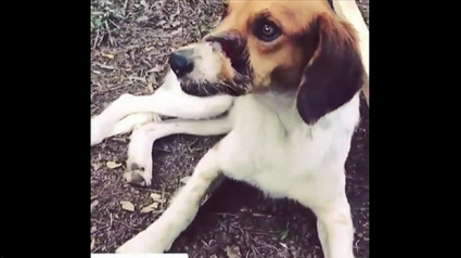 Illustration : Un couple de Canadiens tente de rapatrier un chien blessé, mais les compagnies aériennes refusent !