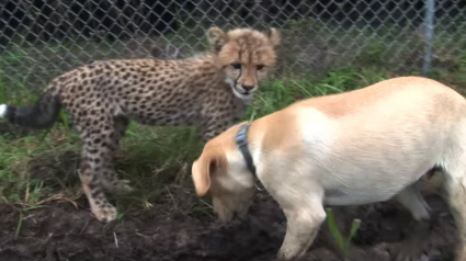 Illustration : Ce guépard et ce chien s'entendent à merveille malgré leurs différences !