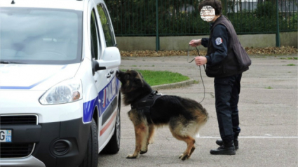 Illustration : Un chien détecteur de stupéfiants fait sa démonstration dans un collège havrais