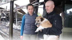 Illustration : En Nouvelle-Zélande, un chien prévient sa famille d’un incendie voisin qui les menaçait