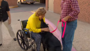 Illustration : Paralysée par sa chute, son chien la traîne jusqu'au téléphone pour joindre les secours