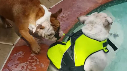 Illustration : Cette chienne n'a pas l'intention de laisser son frère se noyer dans la piscine