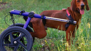 Illustration : "A deux doigts de mourir, ce chien handicapé peut enfin se déplacer à nouveau"