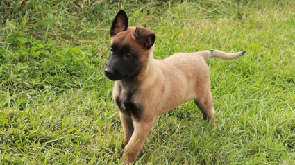 Illustration : Un homme bat son chiot en pleine rue à Meaux ! 