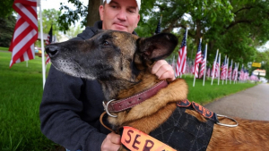 Illustration : Ce chien-soldat a survécu à 2 déploiements en Irak, mais pas à son retour à la maison