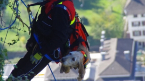 Illustration : "Une chienne de chasse s’est retrouvée coincée pendant plusieurs jours, jusqu’à l’intervention des pompiers !"