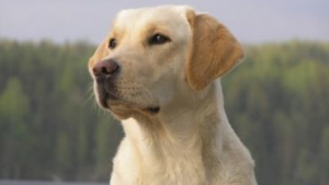 Illustration : Un chien permet à ses propriétaires de doubler leur gain à Euromillions