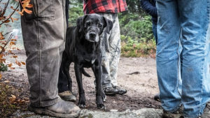 Illustration : Vieux et presque aveugle, un chien disparaît pendant 18 jours avant d’être retrouvé dans les bois !