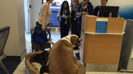 Illustration : Un chien souffrant d’obésité prend l’avion en première classe