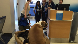 Illustration : Un chien souffrant d’obésité prend l’avion en première classe
