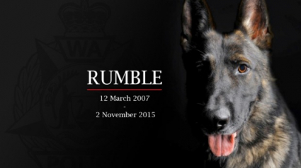 Illustration : Rumble, le valeureux chien policier d’Australie-Occidentale est décédé