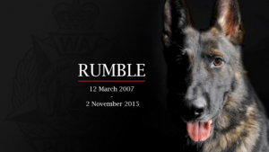 Illustration : Rumble, le valeureux chien policier d’Australie-Occidentale est décédé