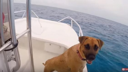 Illustration : Sandy la chienne qui nage avec les dauphins pour la première fois de sa vie 