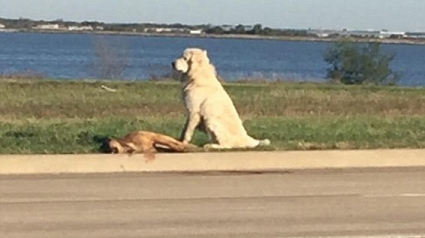 Illustration : Un chien refuse de s’éloigner de son ami décédé