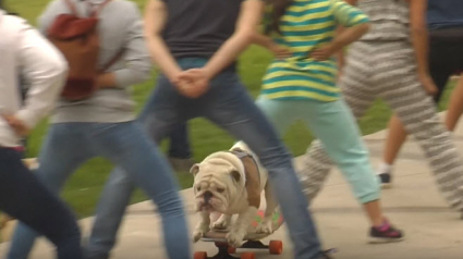 Illustration : Un Bulldog bat le record du monde de la plus longue traversée de tunnel de jambes en skateboard