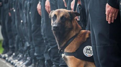 Illustration : Diesel, un chien des policiers du RAID est mort, tué lors de l'assaut à Saint-Denis !