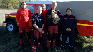 Illustration : Tombé dans un puits profond, un chien est sauvé par les sapeurs-pompiers