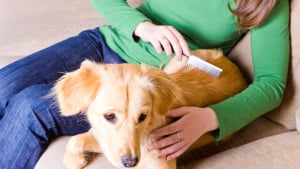 Illustration : Le traitement des tiques chez le chien