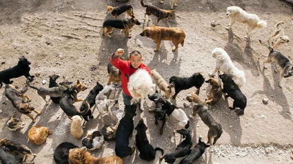 Illustration : Un Chinois fortuné vient en aide aux chiens errants destinés à être abattus