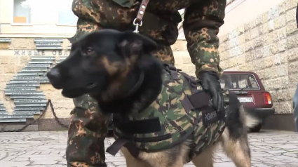 Illustration : Une armure spécialement conçue pour les chiens des forces armées