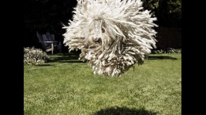 Illustration : Mark Zuckerberg publie des photos de Beast, son Puli hongrois