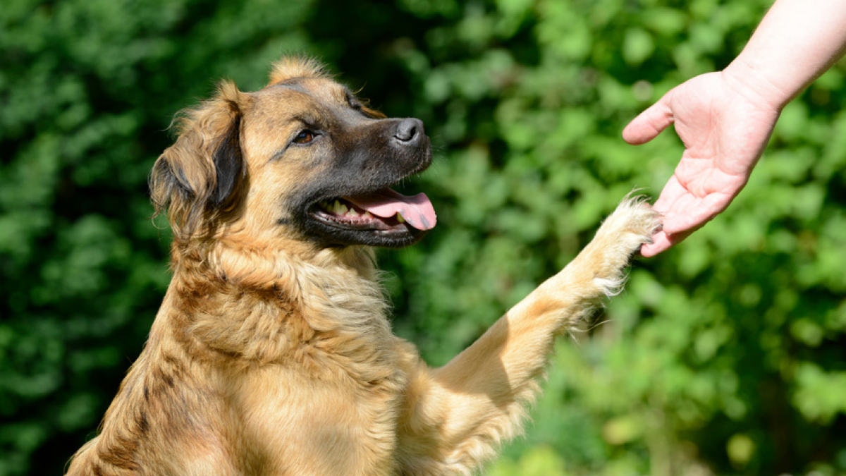 Prendre soin des pattes de son chien : précautions et bons gestes
