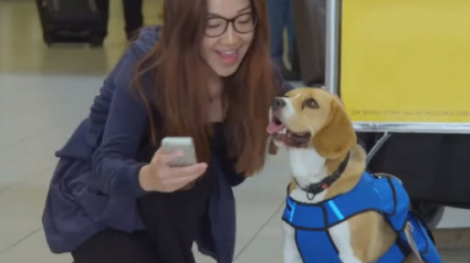 Illustration : Voici Sherlock, le chien spécialiste des objets trouvés à l’aéroport d’Amsterdam