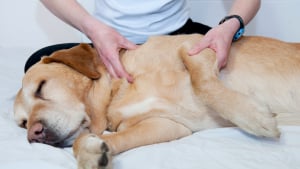 Illustration : Le massage canin