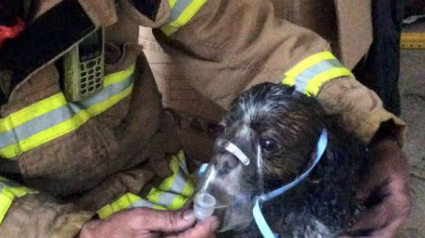 Illustration : Sans l’intervention des pompiers, ce chien serait mort dans l’incendie !