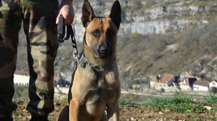 Illustration : Voici Jet Lag, le nouveau chien de piste de la Gendarmerie Départementale des Pyrénées-Atlantiques