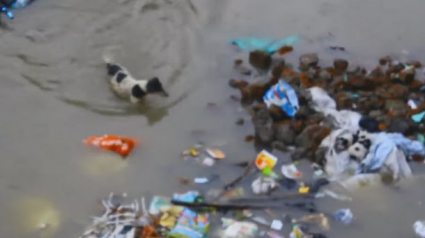 Illustration : Inde : une chienne traverse une rue inondée à plusieurs reprises pour sauver ses petits