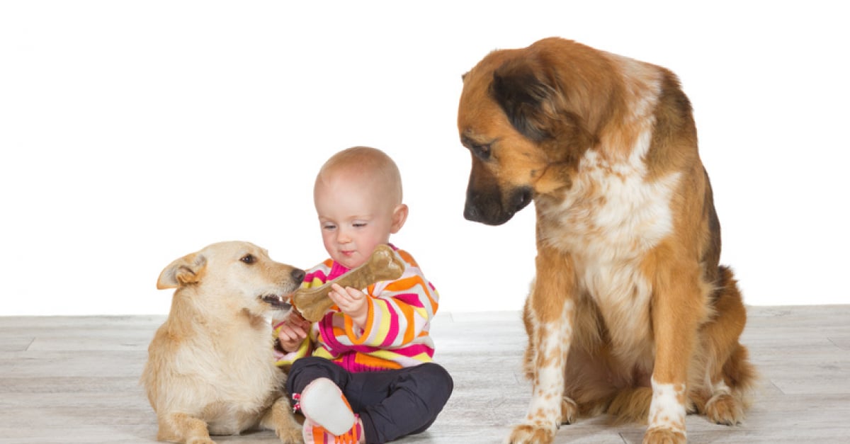 La Jalousie Chez Le Chien La Comprendre Et Y Remedier